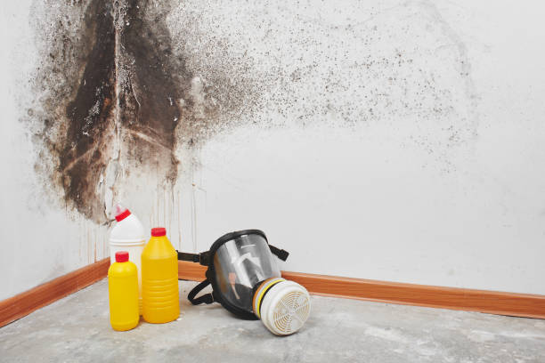 Best Fast Mold Removal  in Princeton, NJ