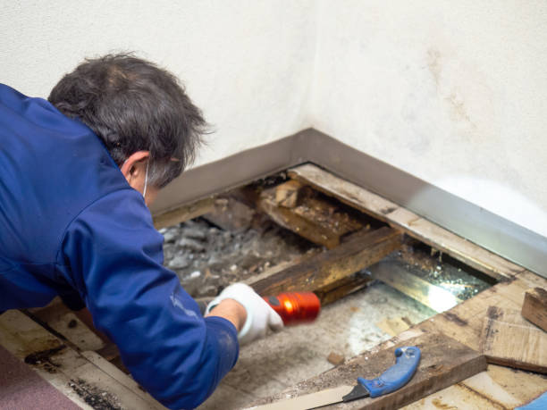 Best Best Mold Removal Companies  in Princeton, NJ