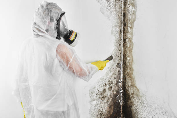 Best Professional Mold Removal  in Princeton, NJ