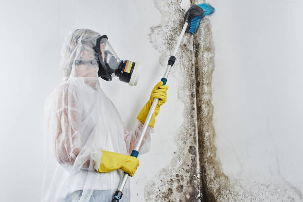 Best Commercial Mold Removal  in Princeton, NJ