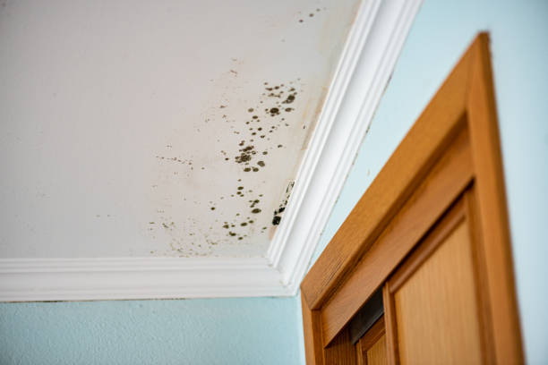 Best Home Mold Removal  in Princeton, NJ