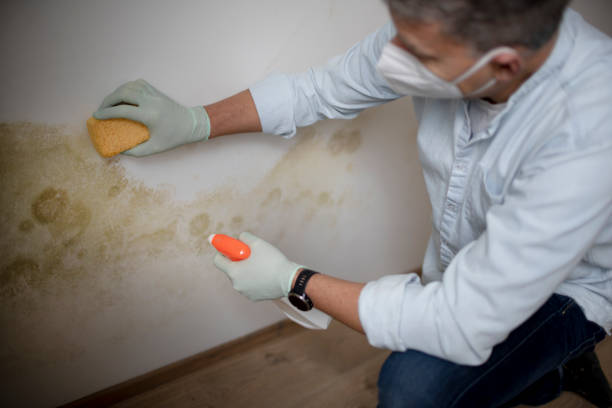 Best Certified Mold Removal  in Princeton, NJ