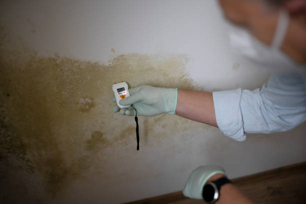 Best Black Mold Removal  in Princeton, NJ