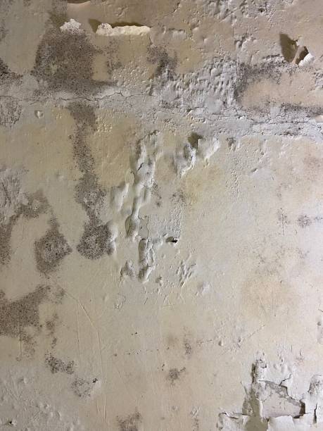 Best Mold Damage Repair  in Princeton, NJ