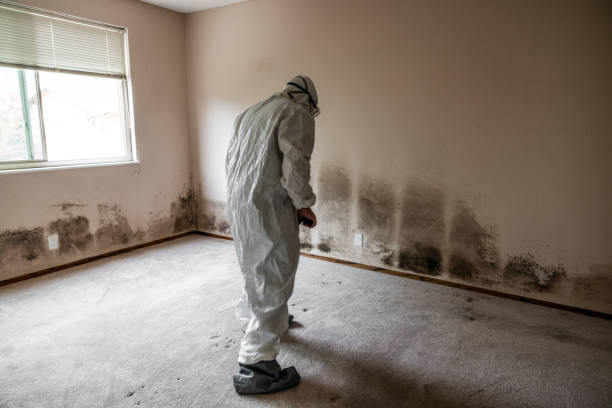 Office Mold Removal Services in Princeton, NJ