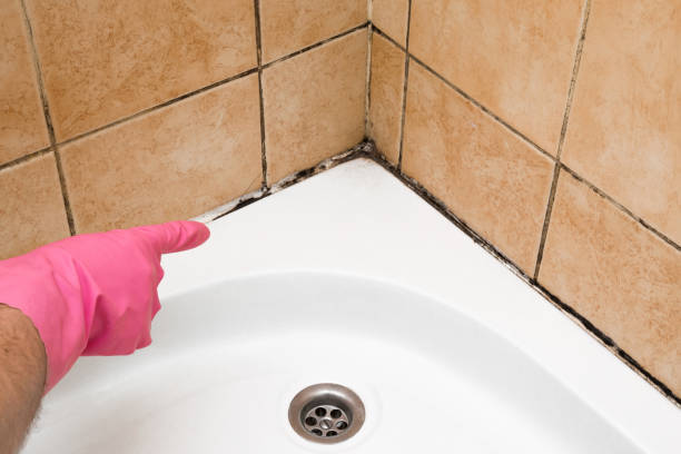 Best Local Mold Removal Service  in Princeton, NJ